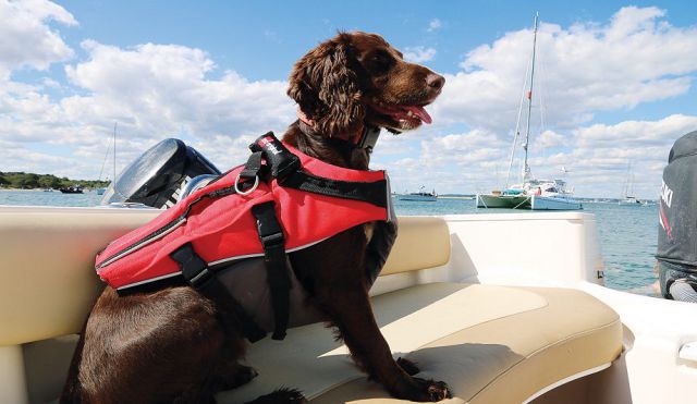 Boating with your dog