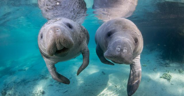 6 best places to see manatees in Florida
